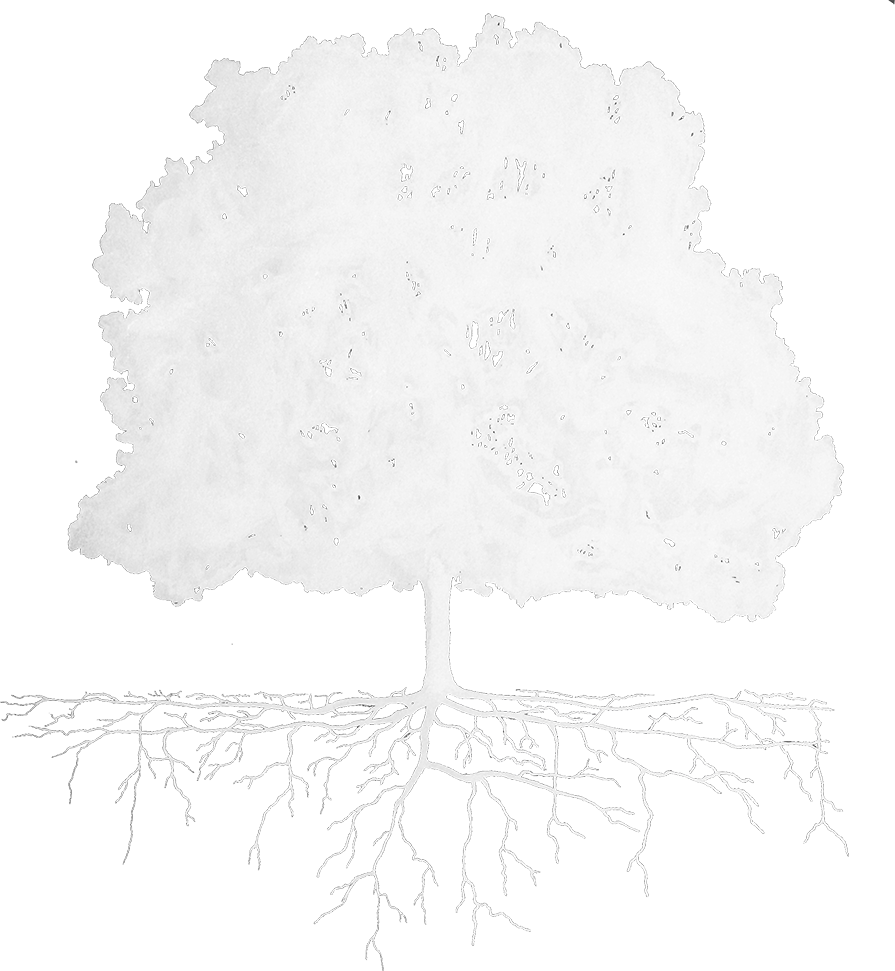 Icon of an oak tree showing root structure